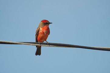 Vermillion Flycatcher (Pyrocephalus rubinus) peched on a wire, Ajijic, Jalisco, Mexico