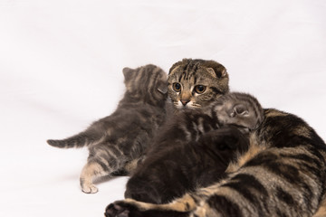 Fototapeta na wymiar Кошка с котятами британская порода окрас вискас