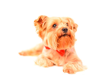 Yorkshire terrier portrait isolated on white background. 