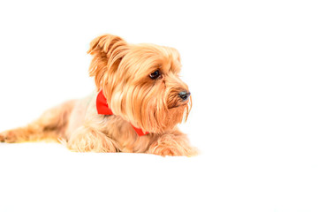 Yorkshire terrier portrait isolated on white background. 