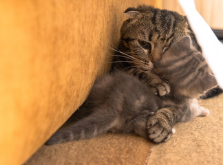 Кошка с котятами британская порода окрас вискас