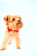 Yorkshire terrier portrait isolated on white background. 