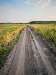 Fototapeta na wymiar Rural dirt road in the meadow landscape
