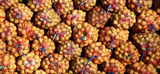 ripe apples collected in a mesh bags for juice industry