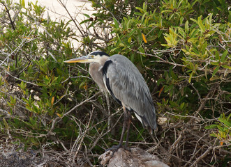 Gray heron