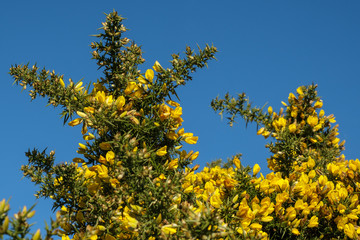 Common Gorse (Ulex europaeus)