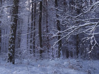 Las w śnieżnej zimowej szacie