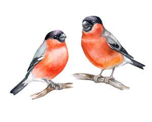 Bullfinches on a branch isolated on white background. Birds sitting on a branch. Red Berries rowans or mountain-ashes. Couple In Love. Watercolor. Illustration. Template. Close-up. Portrait.