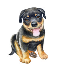 Rottweiler black puppy isolated on white background. Cute funny animal watercolor illustration. Hand painted. Template. Hand drawing. Clipart. Close-up