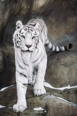 Obraz premium White Bengal Tiger hunting in the morning