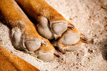 Paws of dog