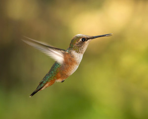 Hummingbird In Flight