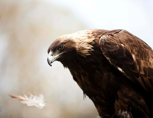 Golden Eagle With Feather