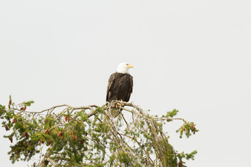Bald Eagle Isolated 
