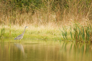Great Blue Heron With Reflections