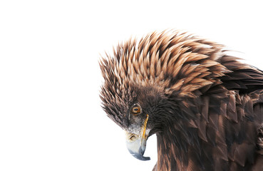 Golden Eagle Close Up Isolated