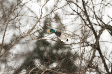 Mallard Duck In Flight Winter Snow