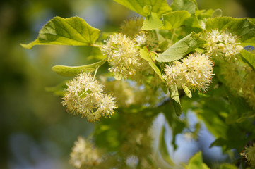 linden, lime tree flowers