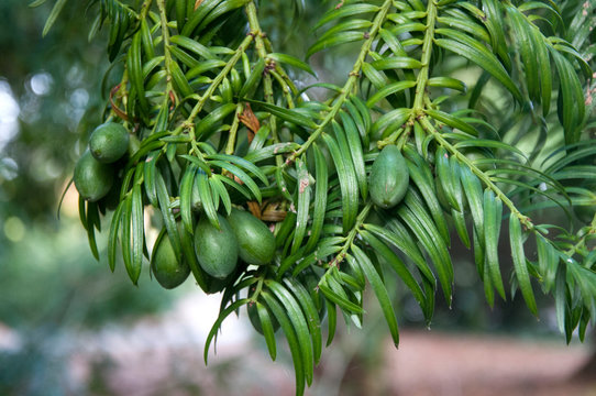 Oliver's Plum Yew