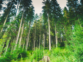 green thick forest of pine trees