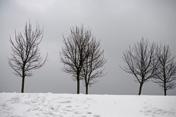 Fototapeta na wymiar Tree and winter