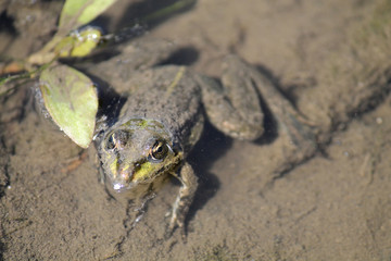 Adult Marsh frog or Pelophylax ridibundus in water