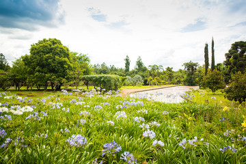 Fototapeta na wymiar Botanical garden in brasilia, brazil