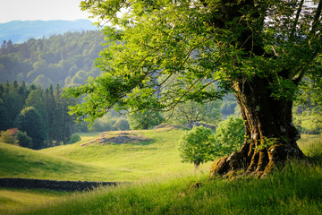 Sunlit tree in a lakeland field with view across rolling countryside