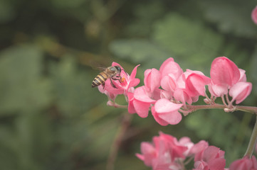 Bee on a pink flower, a macro shot of bee finding food on flower pollen in a vintage color