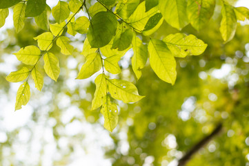 Fototapeta premium nature green leaf background in close up view on blurred green background in the field with copy space for wording in background use nature green landscape, ecology, refresh, leaf fresh concept.