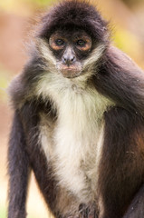 Portrait of a Spider Monkey (Ateles geoffroyi)