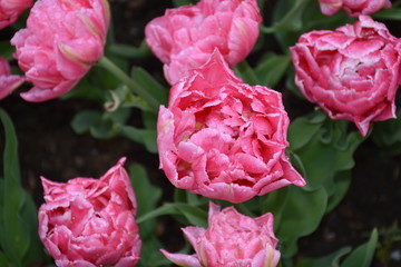 Fototapeta premium Rose Pink Color Tulip Flower