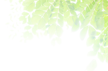 nature green leaf background in close up view on blurred green background in the field with copy space for wording in background use nature green landscape, ecology, refresh, leaf fresh concept.