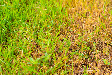nature green leaf background in close up view on blurred green background in the field with copy space for wording in background use nature green landscape, ecology, refresh, leaf fresh concept.