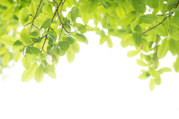 nature green leaf background in close up view on blurred green background in the field with copy space for wording in background use nature green landscape, ecology, refresh, leaf fresh concept.