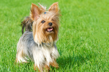 dog breed Yorkshire Terrier in the park on a green lawn