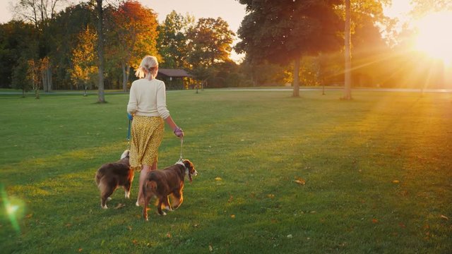 Rear view: Active woman walking with two dogs in a well-groomed park at sunset