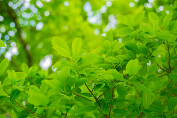 Fototapeta na wymiar nature green leaf background in close up view on blurred green background in the field with copy space for wording in background use nature green landscape, ecology, refresh, leaf fresh concept.
