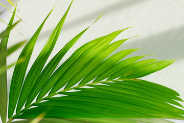 Palm leaf. Tropical plants. Nature background.