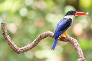 Black Capped Kingfisher (Halcyon Pileata) on wrecked branch of the tree looking for food with isolated background and copyspace for wording purpose the black head kingfisher has unique red beak and bl