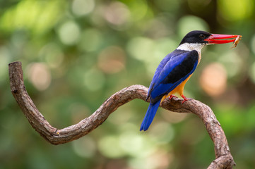 Black Capped Kingfisher (Halcyon Pileata) on wrecked branch of the tree looking for food with isolated background and copyspace for wording purpose the black head kingfisher has unique red beak and bl