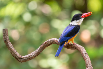 Black Capped Kingfisher (Halcyon Pileata) on wrecked branch of the tree looking for food with isolated background and copyspace for wording purpose the black head kingfisher has unique red beak and bl