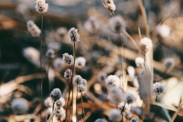 dried flowers