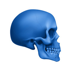 Human Skull