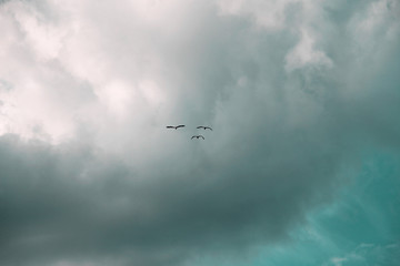 Fototapeta na wymiar Three birds on colorful cloudy sky