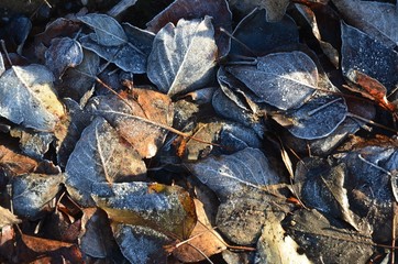 Herbstlaub Herbstblätter bei Frost auf dem Waldboden