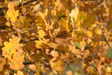 Oak leaves under the sun's rays