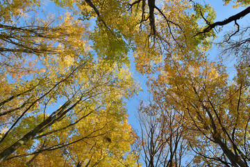 Bottom view to the top of trees in forest