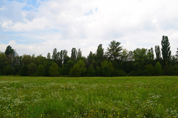 View across a green field on the forest in the dark away.