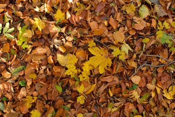 Fall of leaves on the ground in the woods